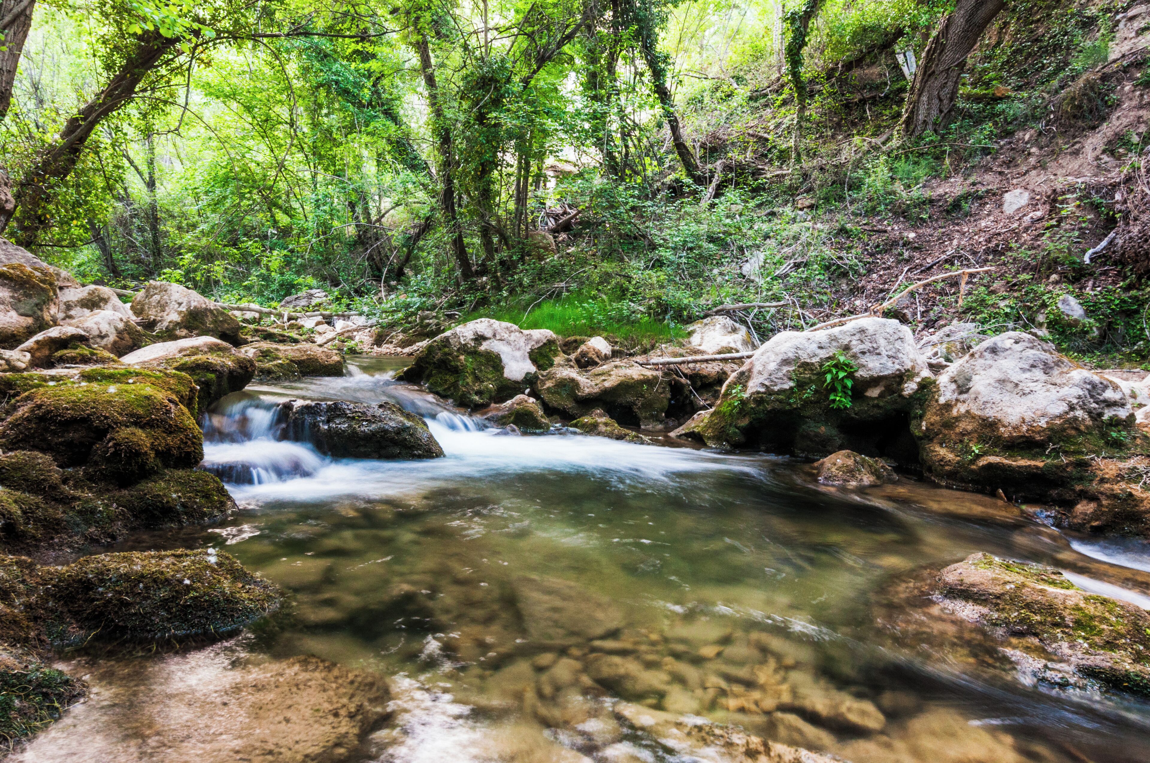 A natural stream flowing through a forested area with rocks and moss-covered stones.