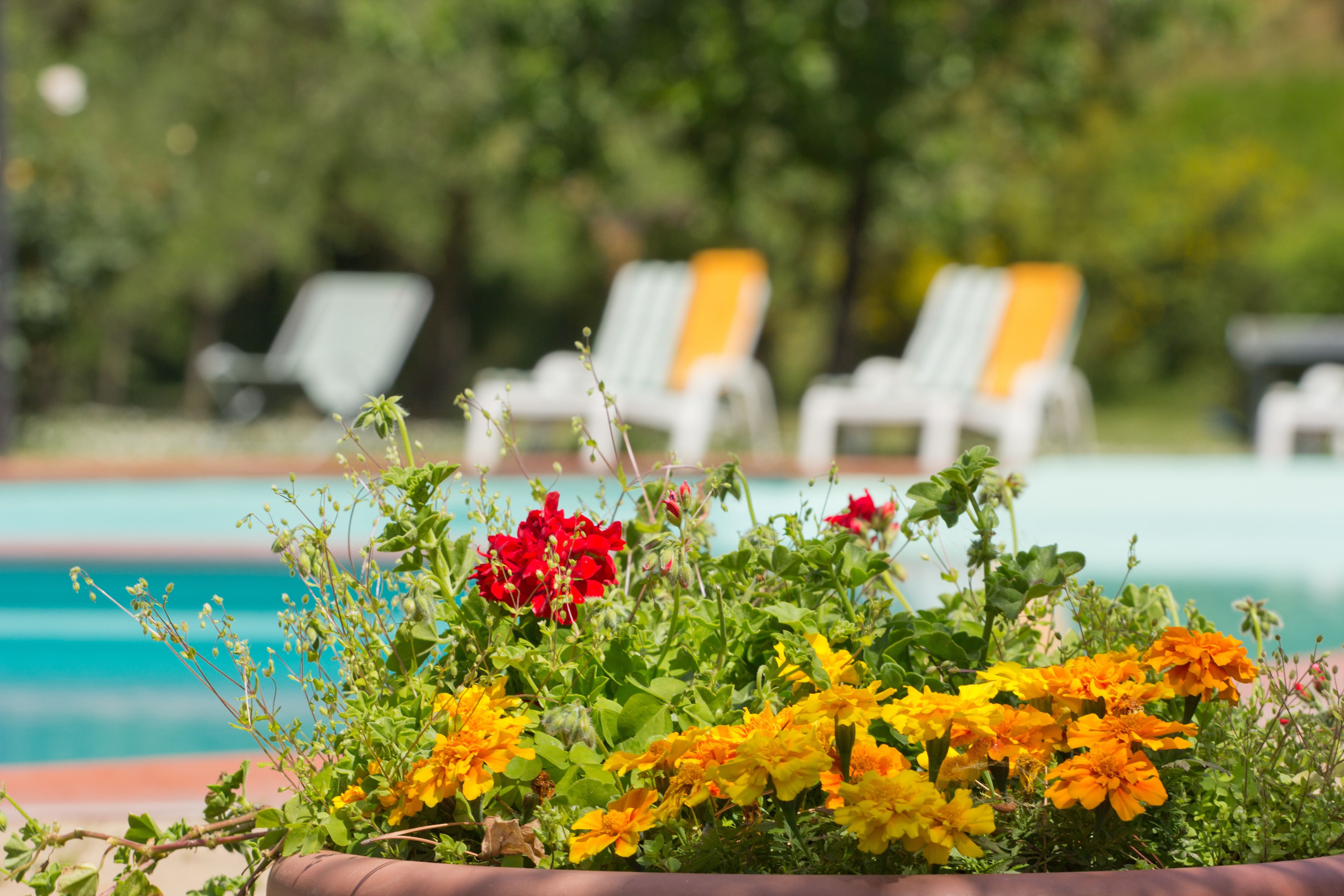 seasonal outdoor pool, open 10:00 am to 7:00 pm, pool umbrellas