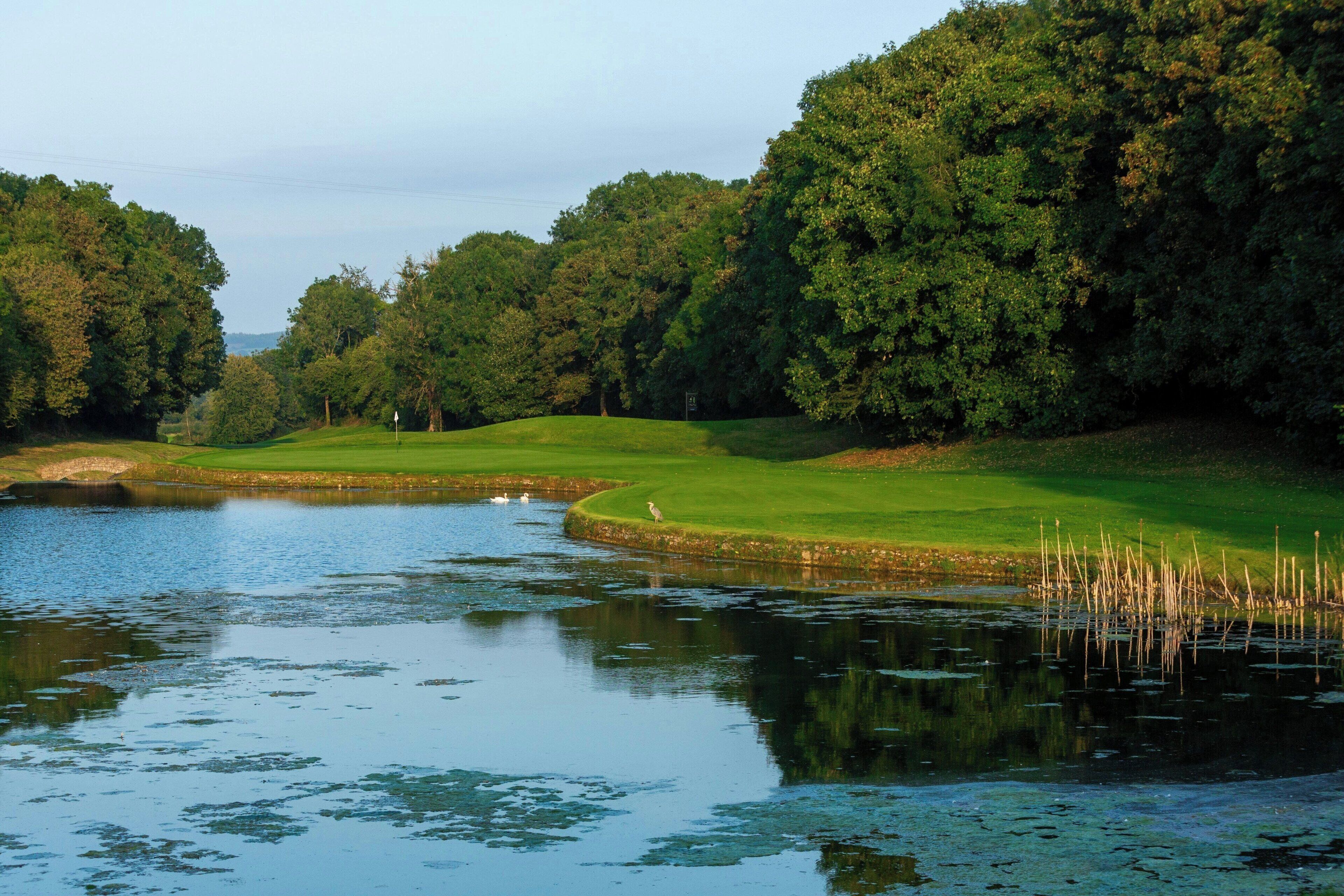 Um campo de golfe tranquilo com um lago, rodeado por árvores densas.