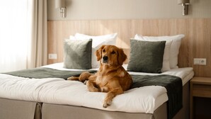 A dog lying on a bed with white and gray bedding, a wooden headboard, and two wall-mounted lamps. - Kreutzwald Hotel Tallinn (Tallinn)