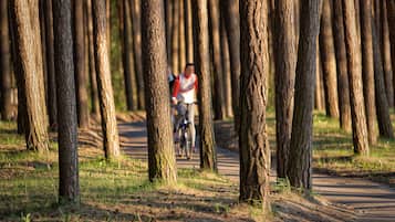 A paved path flanked by tall trees, leading into a forested area.