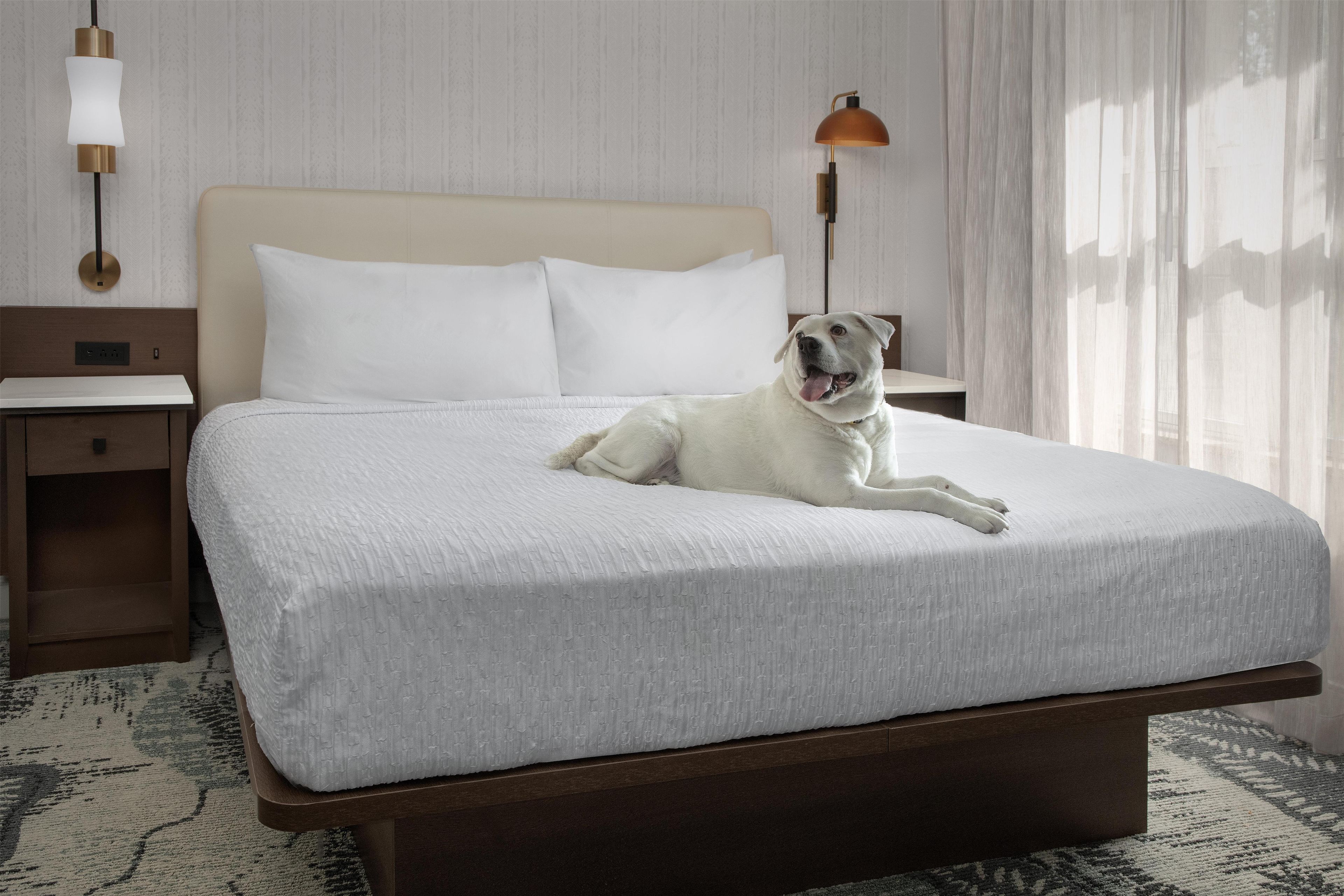 A bed with a white mattress and pillows, a wooden headboard, a nightstand with a lamp, and a dog lying on the bed.