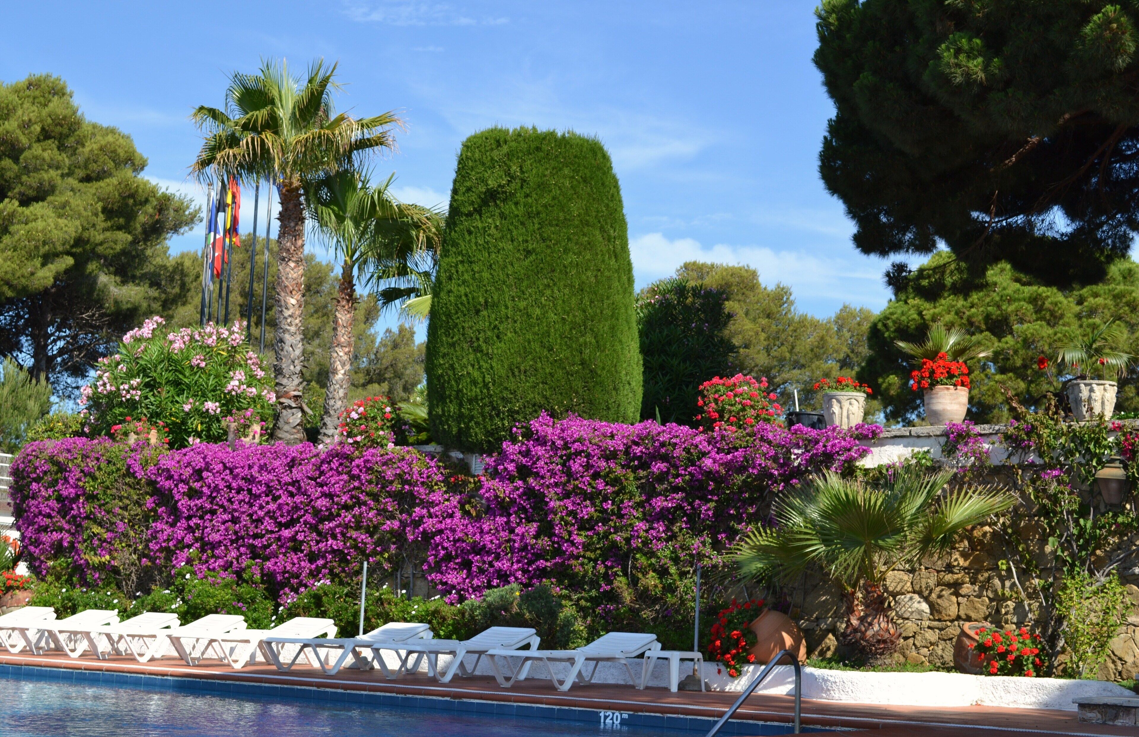 Un área junto a la piscina con sillones blancos, un seto cuidado y una pared de piedra con plantas en macetas.