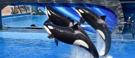 Two orcas performing in a pool with a blue and white striped backdrop.