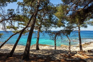 A rocky beach with pine trees and clear blue sea. - Family Hotel Vespera (Mali Losinj)