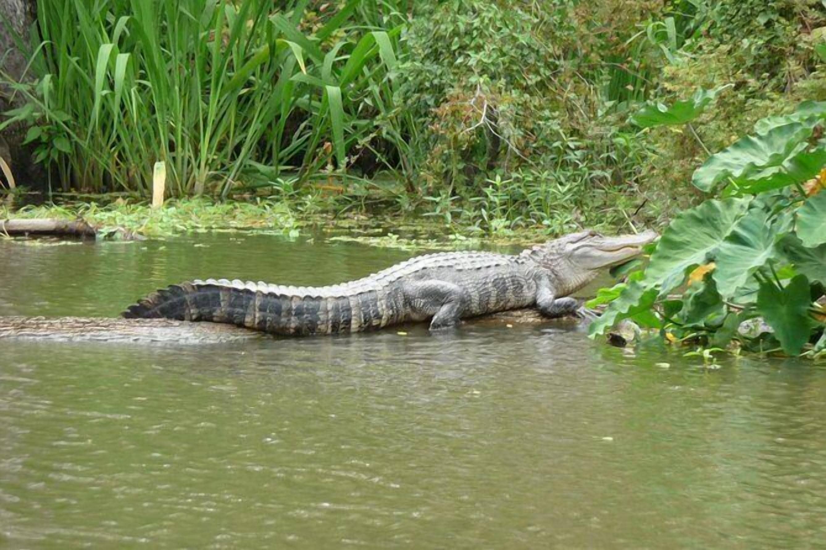 Un caimán descansando en una masa de agua natural rodeado de follaje.