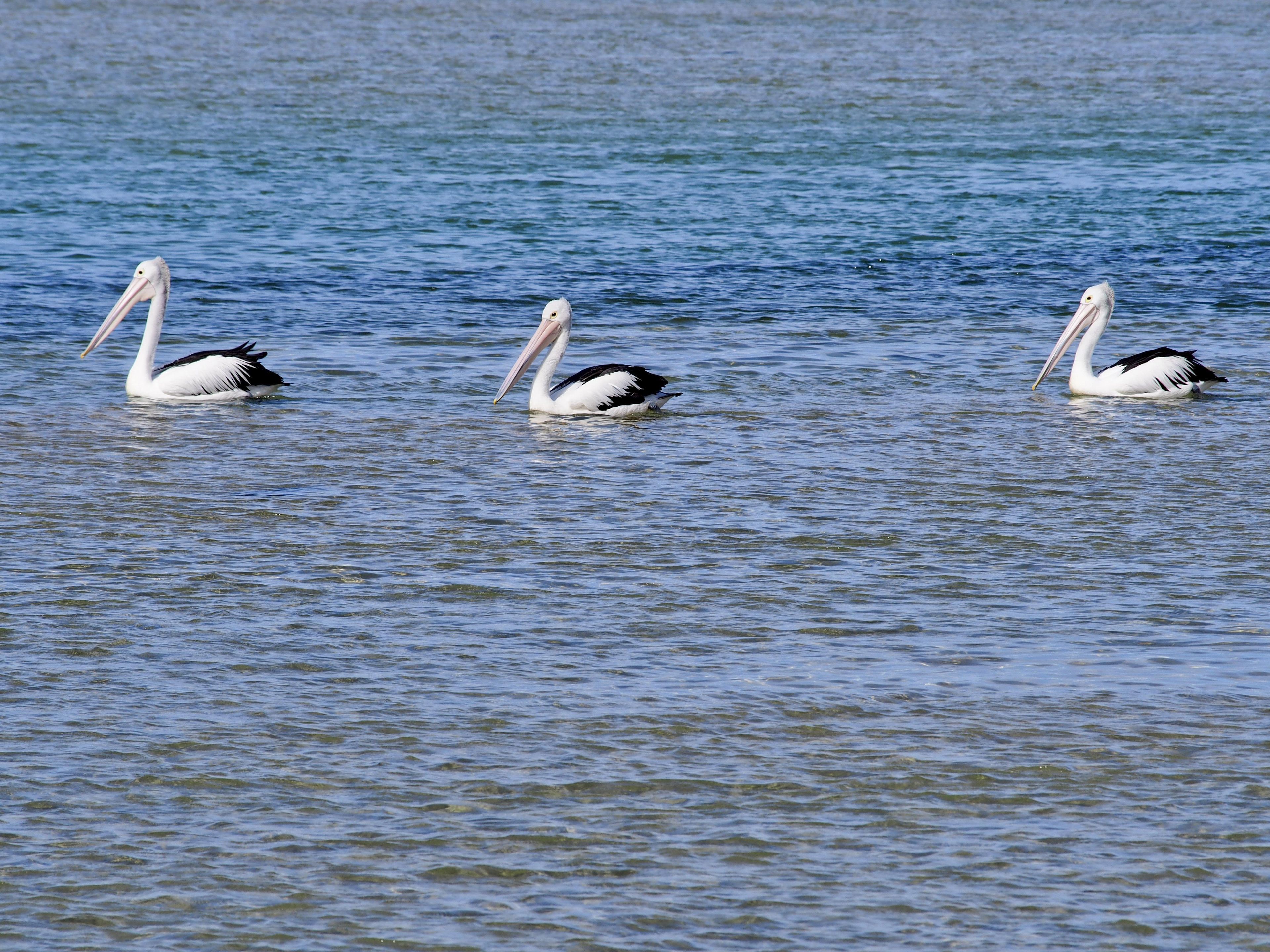 Three pelicans swimming in calm water.