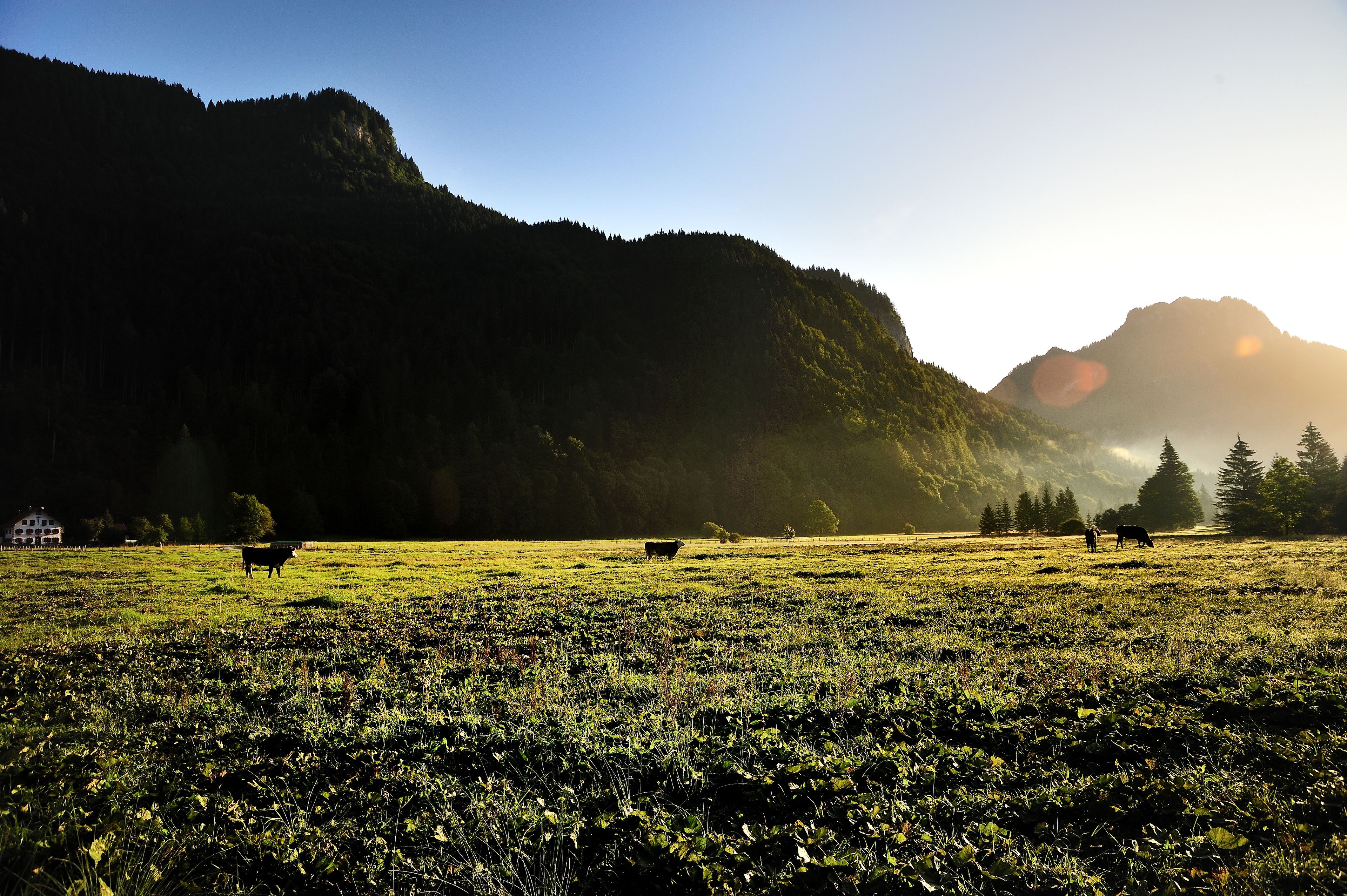 A wide-open field with cows grazing, surrounded by forested mountains under a clear sky.