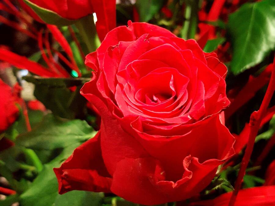 A close-up of a red rose among green leaves.