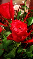 A close-up of a red rose among green leaves.