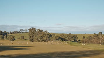 A wide, open field with scattered trees and a clear sky.