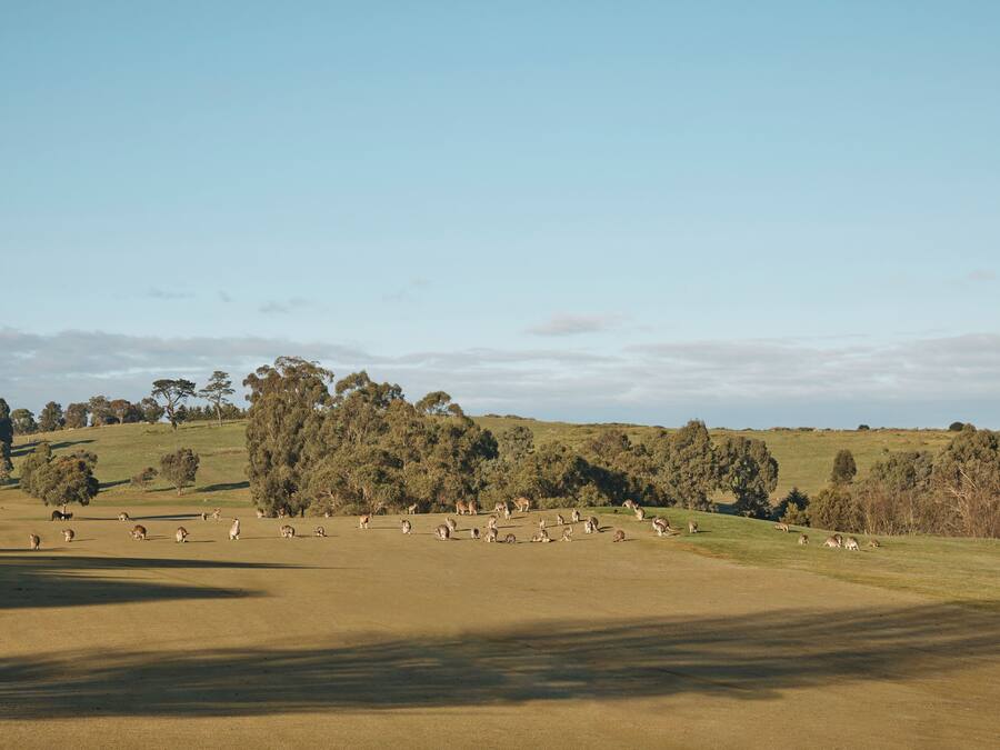 A wide, open field with scattered trees and a clear sky.