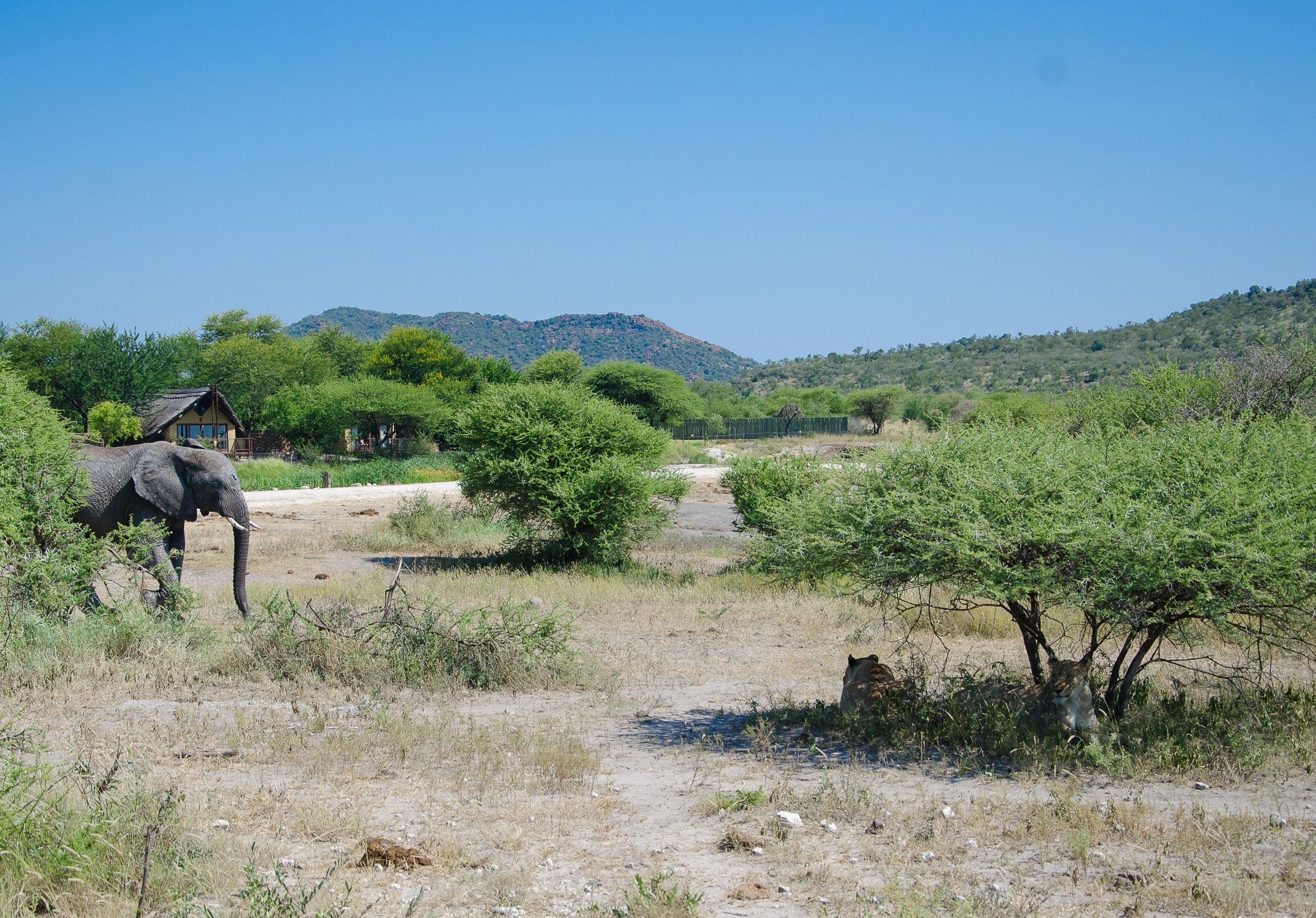 A natural landscape with a dirt path, trees, and a distant hill.