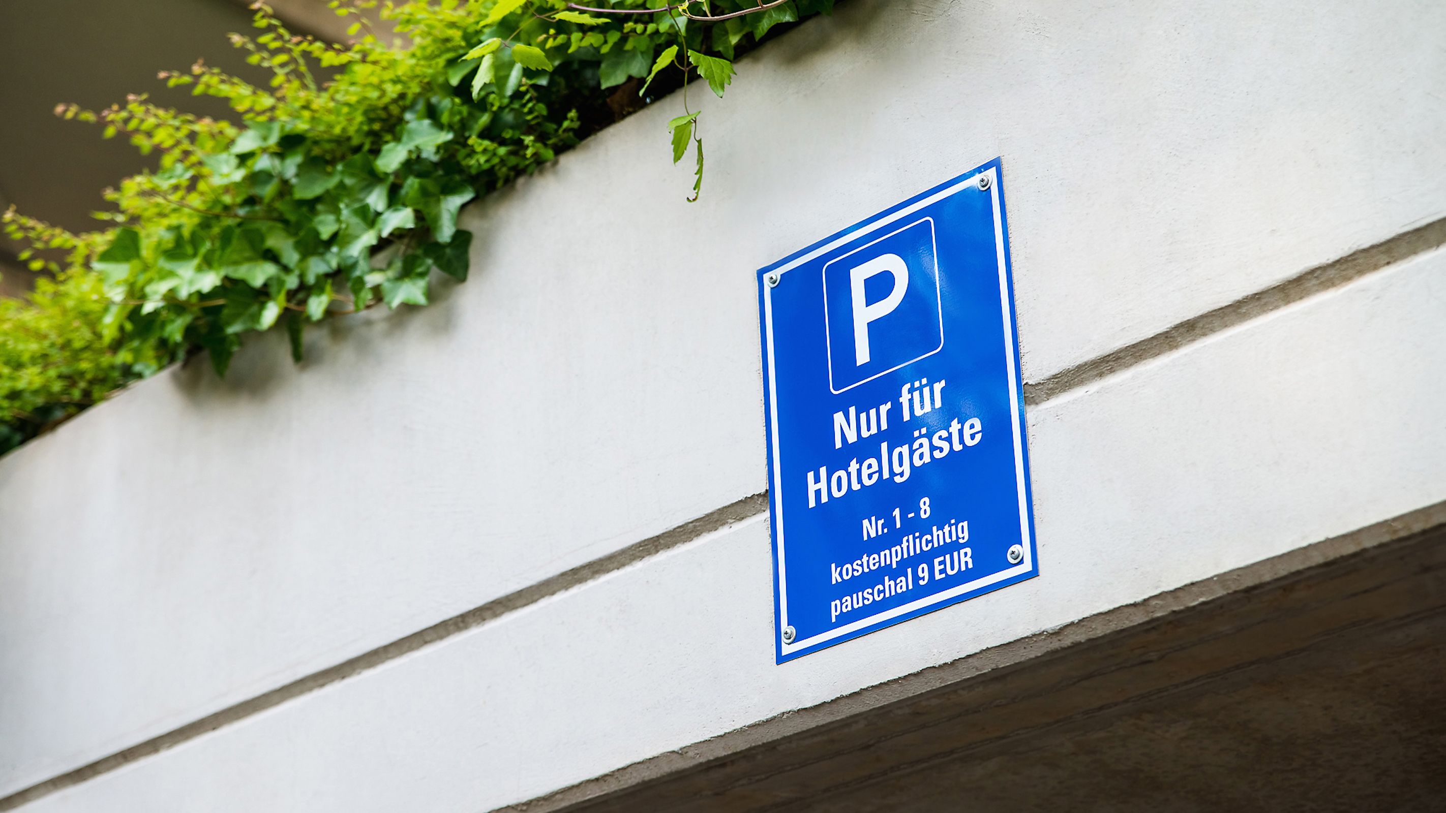 A blue parking sign on a white wall with green foliage above it.