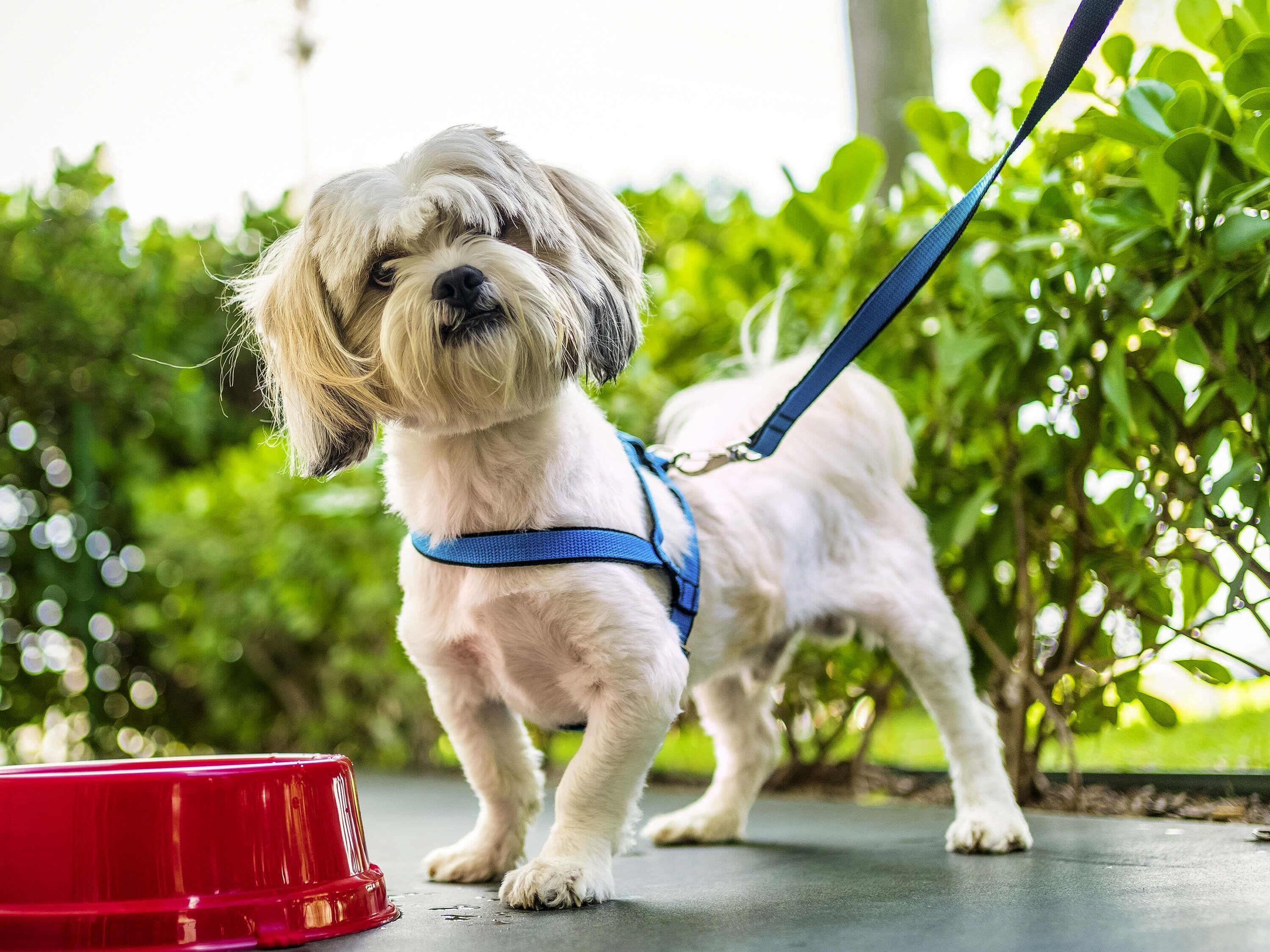 Un perro blanco pequeño con correa de pie junto a un plato rojo.