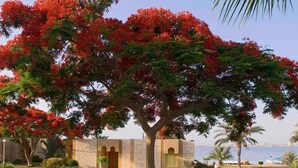 Un árbol con flores rojas frente a un edificio de fachada de piedra y vista al mar.