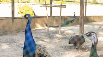 A peacock with a blue and green plumage in an enclosure with a wooden structure and another bird in the background.