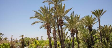 A resort area with palm trees, a swimming pool, and lounge chairs.