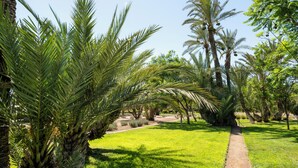 A pathway through a garden with palm trees and a clear sky.