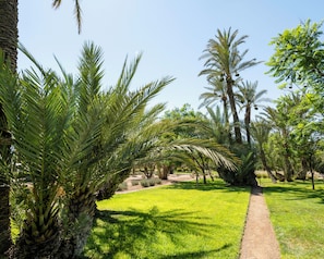 Un sendero a través de un jardín con palmeras y cielo despejado.