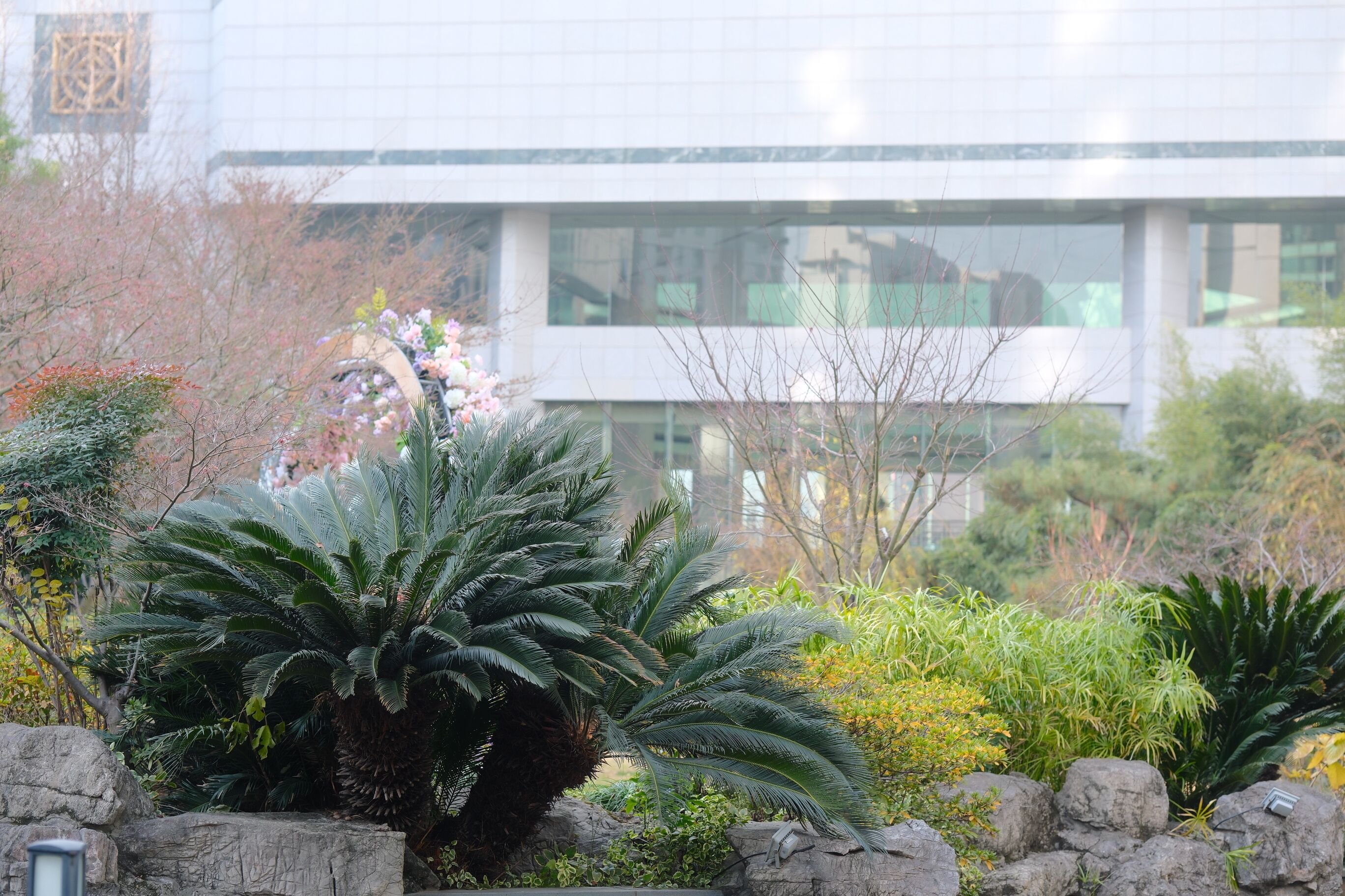 A modern building with large windows and a garden with various plants and rocks.