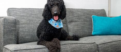A black poodle sitting on a grey sofa with a blue pillow.