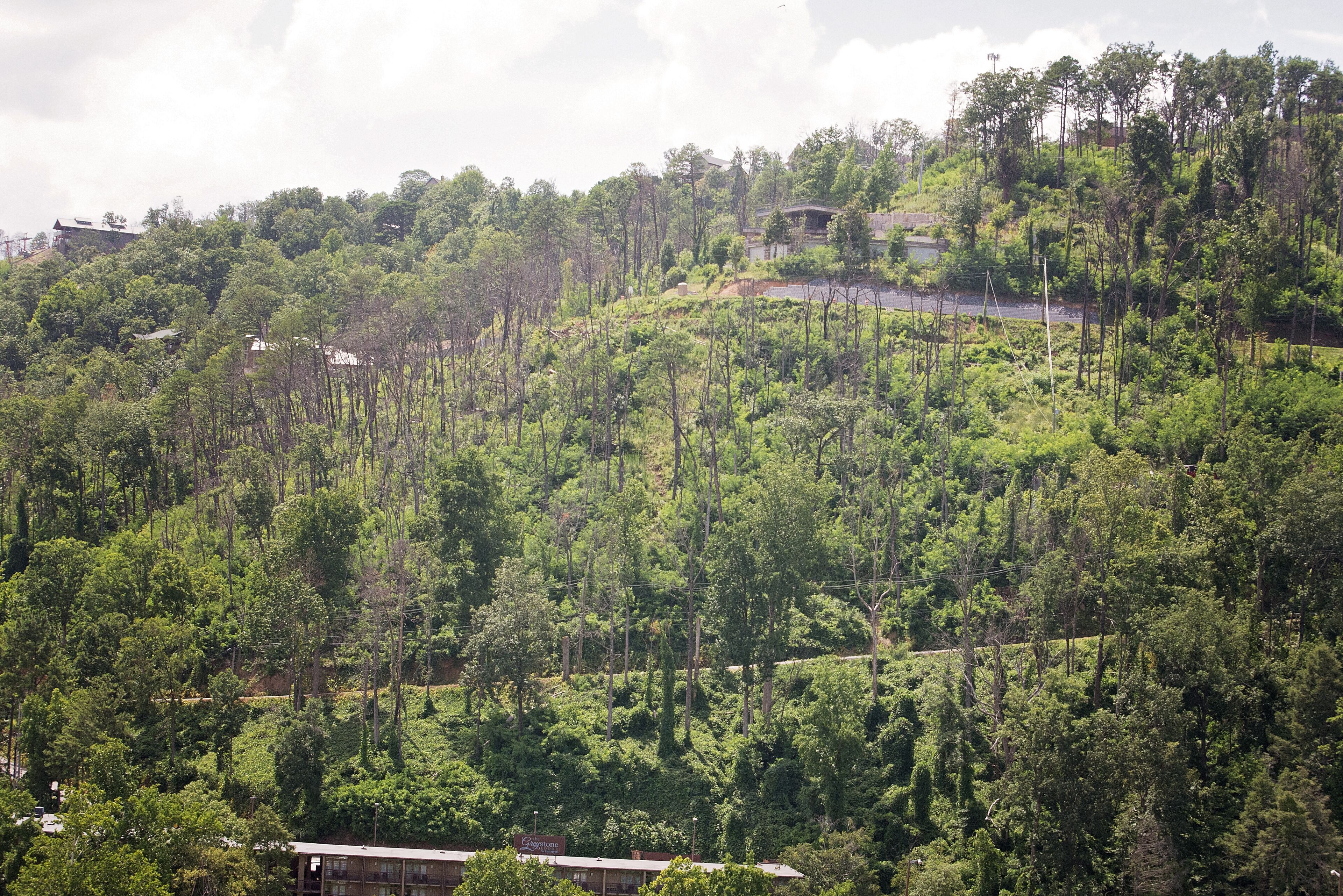 A hillside with dense forest and a building with a sign.
