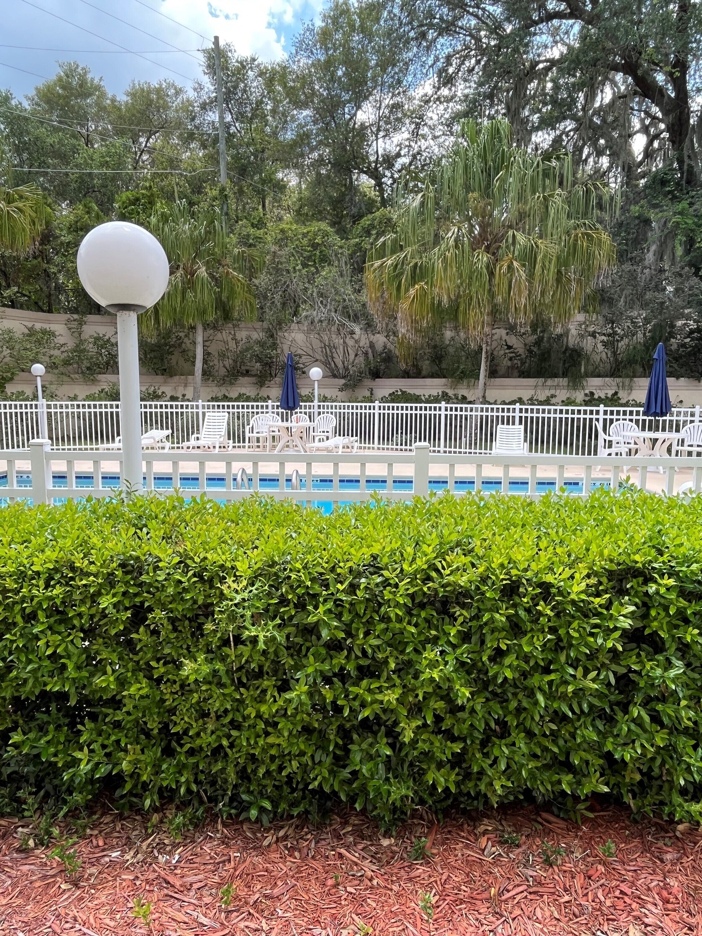 A pool area with white lounge chairs and umbrellas, surrounded by a white fence and dense green hedges.