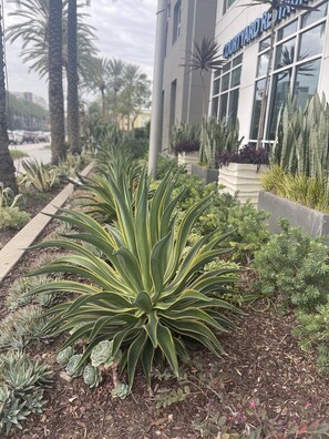 Jardín