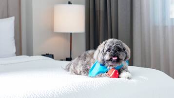 Un perro pequeño acostado en una cama dentro de una habitación de hotel, con una lámpara y cortinas al fondo.