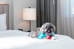 Un perro pequeño acostado en una cama dentro de una habitación de hotel, con una lámpara y cortinas al fondo.