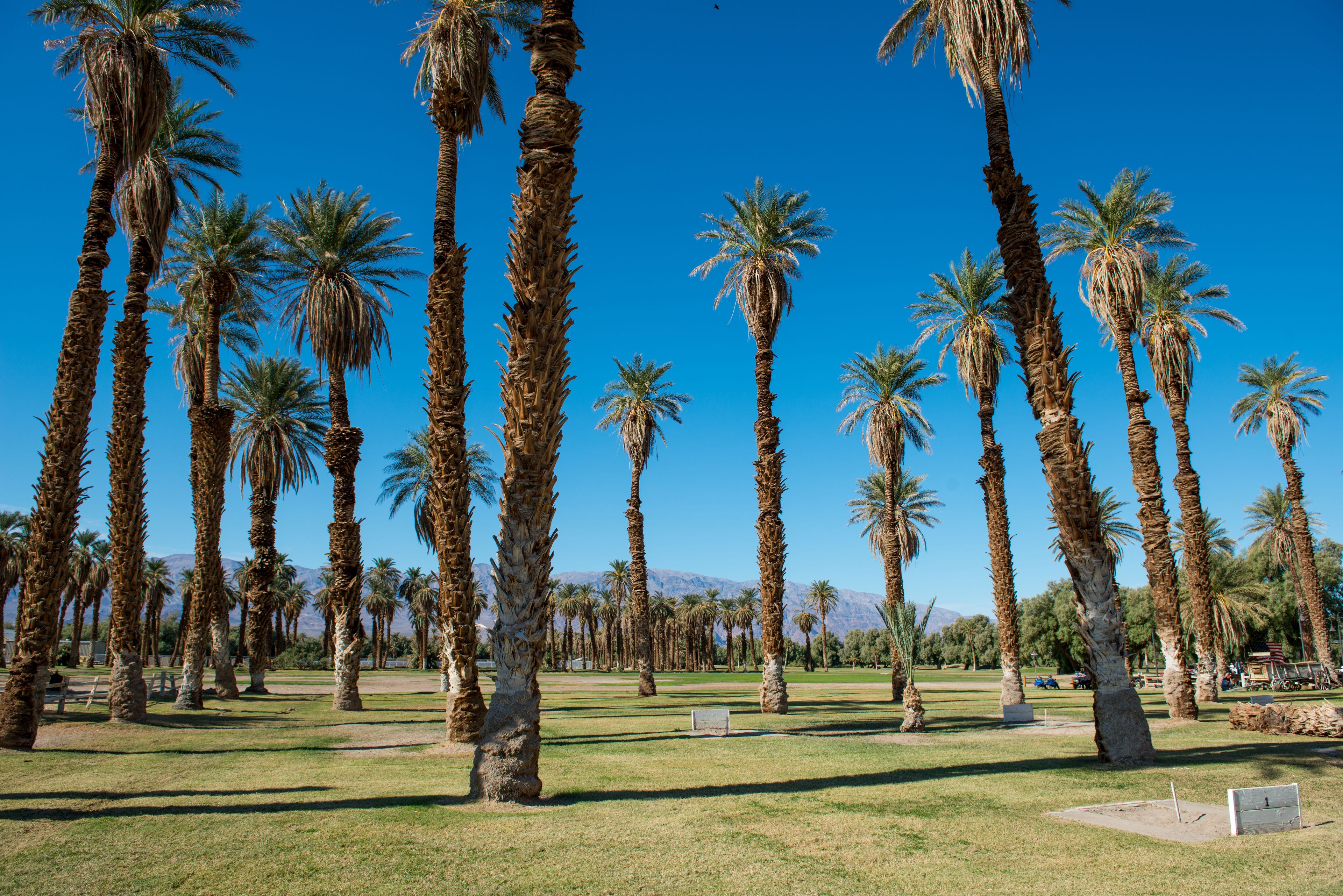 Un parque con altas palmeras y un cielo azul despejado.