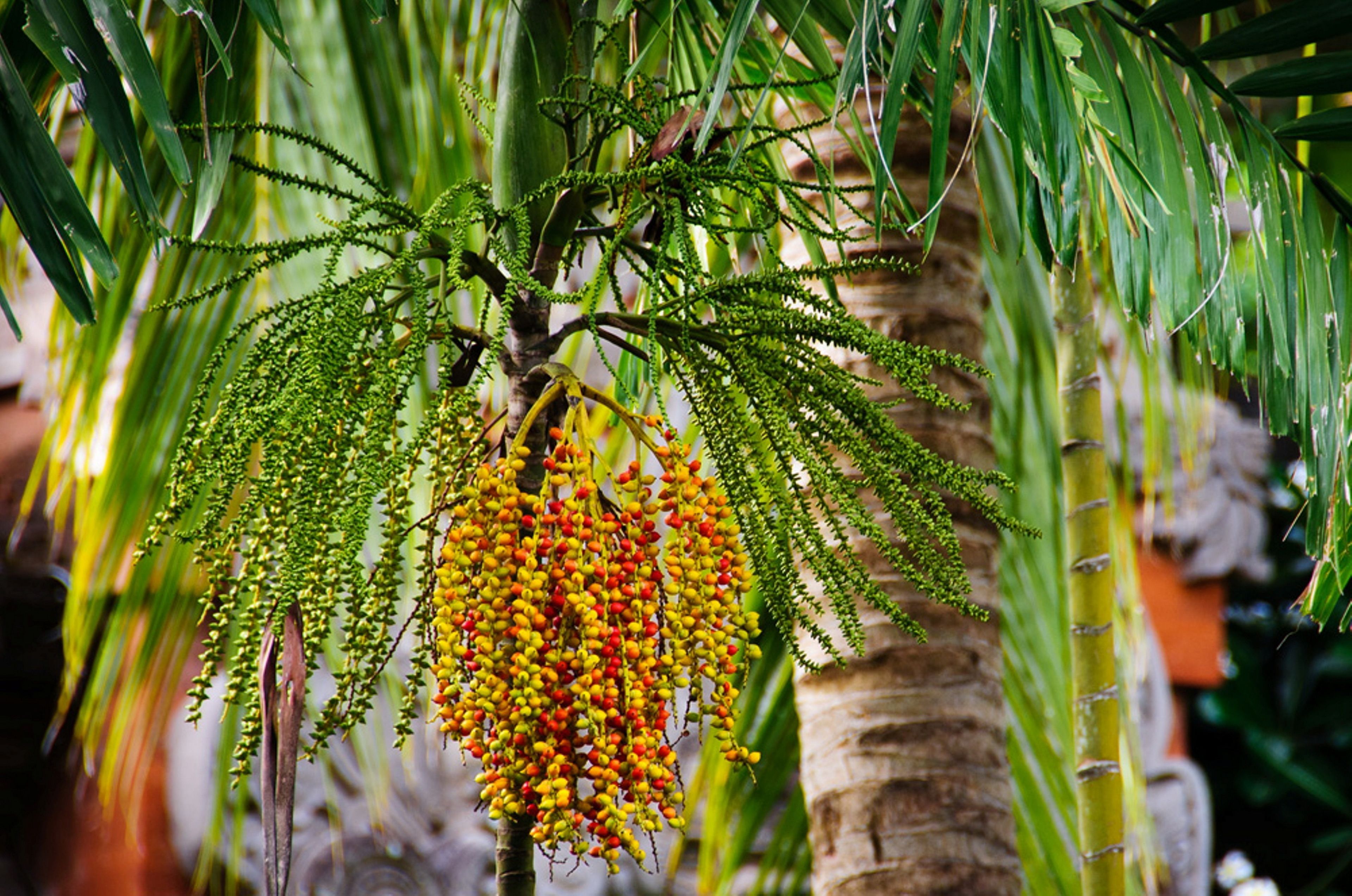 A palm tree with a cluster of fruits hanging from its branches.