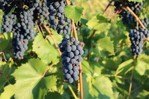 Des grappes de raisins violets foncés pendent des branches de la vigne, entourées de feuilles vertes.
