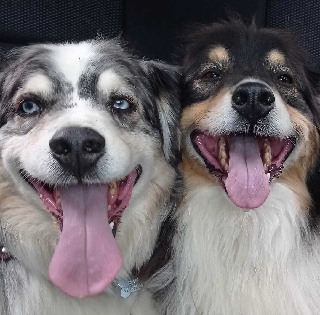 Dos perros con la lengua afuera, uno con una placa en el collar.