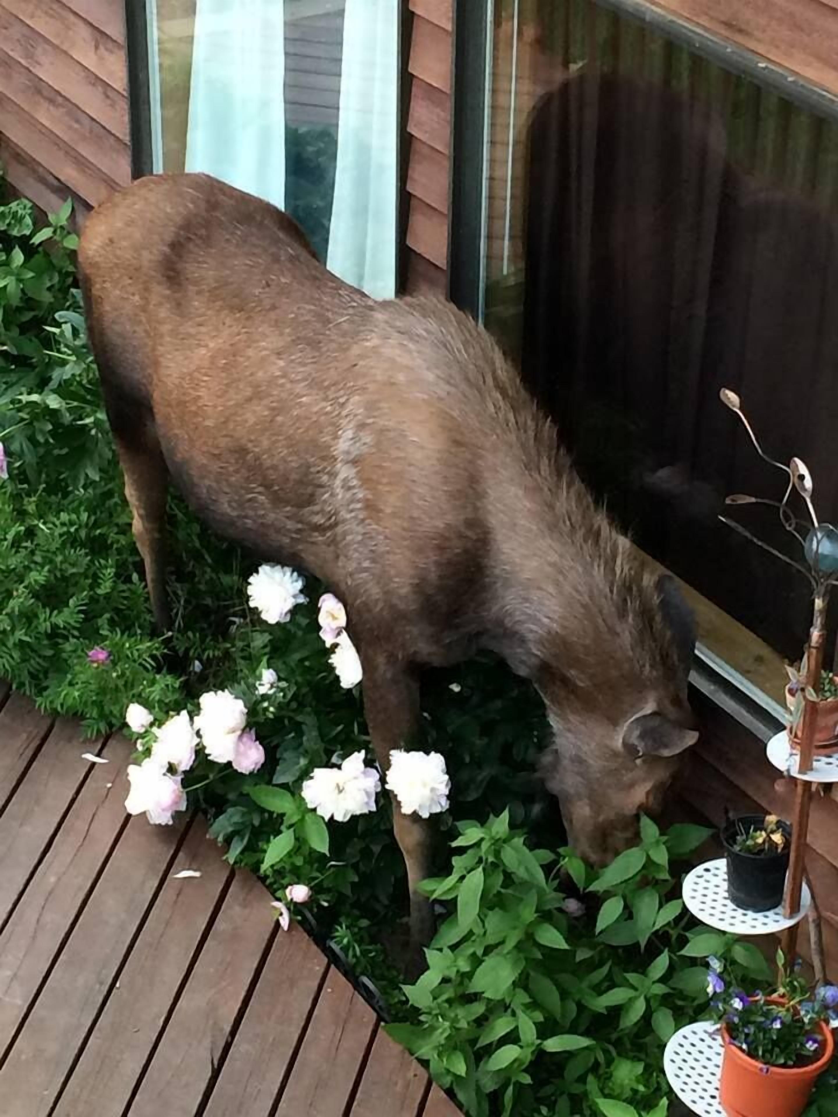 A deer grazing on a garden bed with flowers and plants.