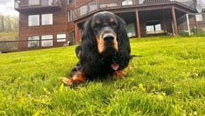 A dog lying on grass in front of a two-story wooden house with balconies. - Majestic View B&B (Homer)