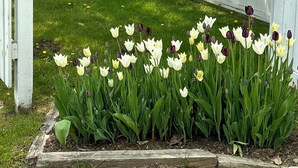 Ein Schild für das Echo Lake Inn mit Sonne-und-Schneeflocken-Logo, umgeben von einem Garten mit Tulpen.