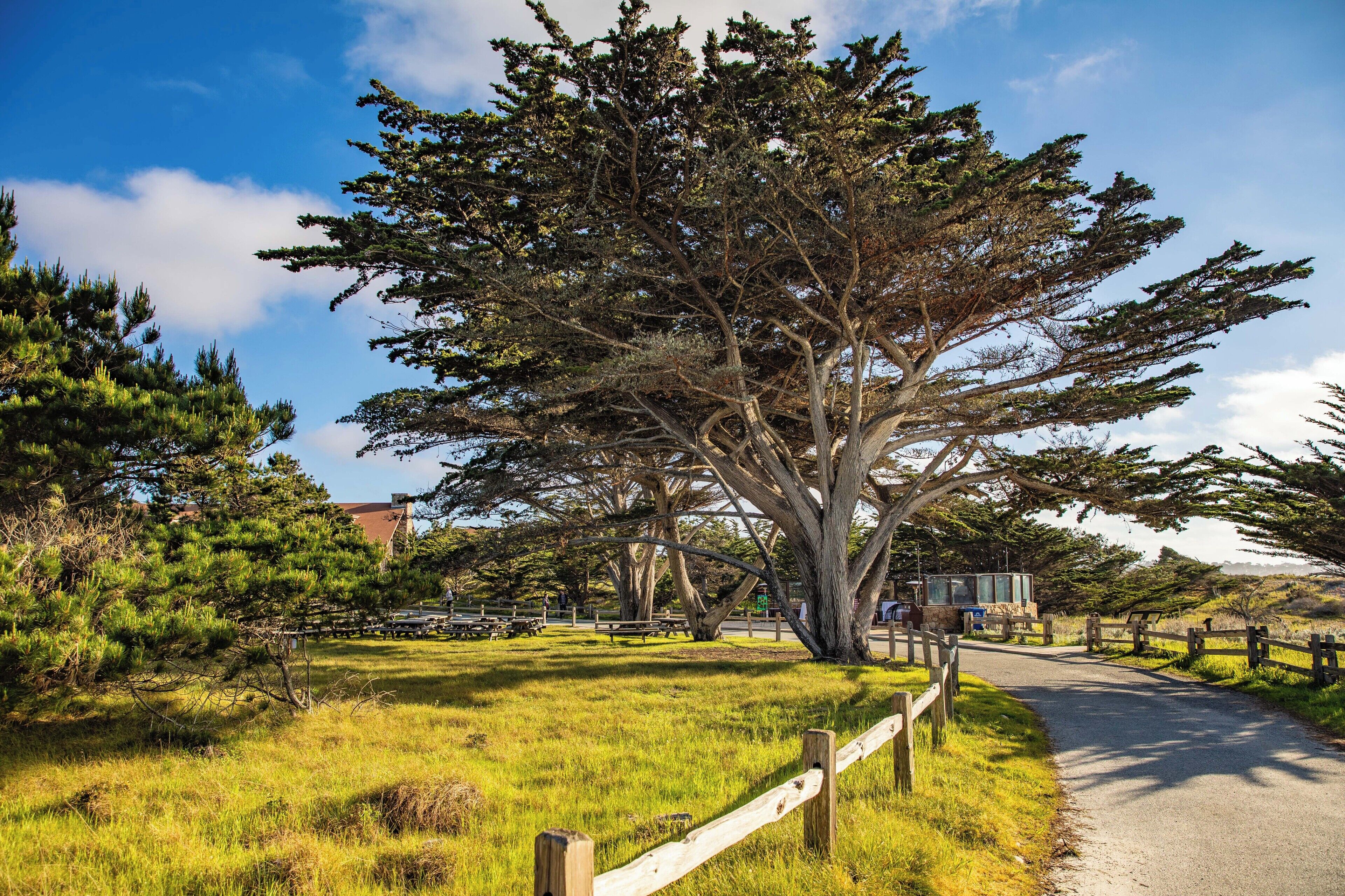 A large tree in a park with picnic tables and a wooden fence.