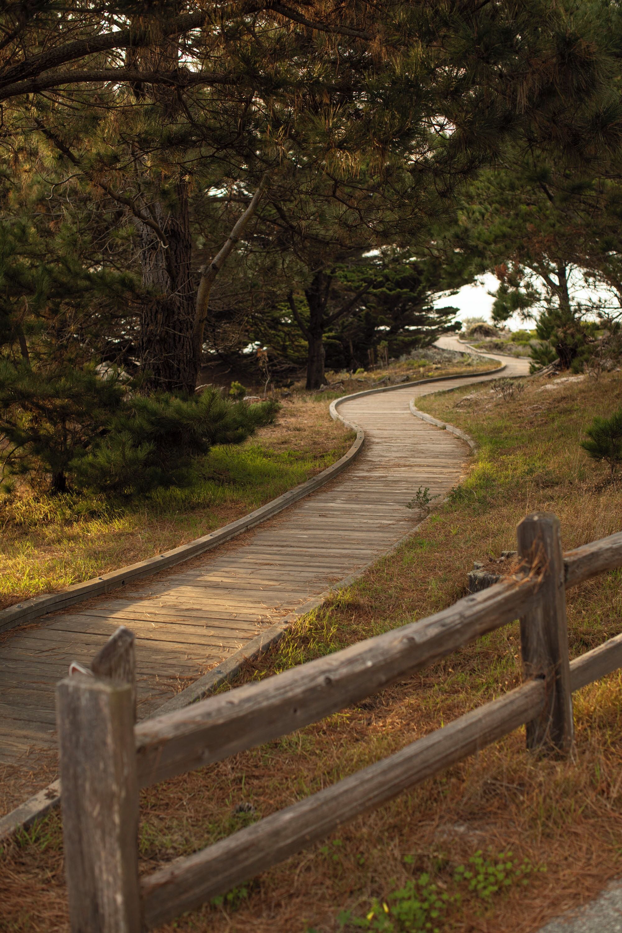 A winding wooden boardwalk through a forested area with a wooden fence.