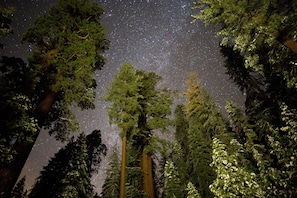 A night sky filled with stars above a dense forest of tall trees.