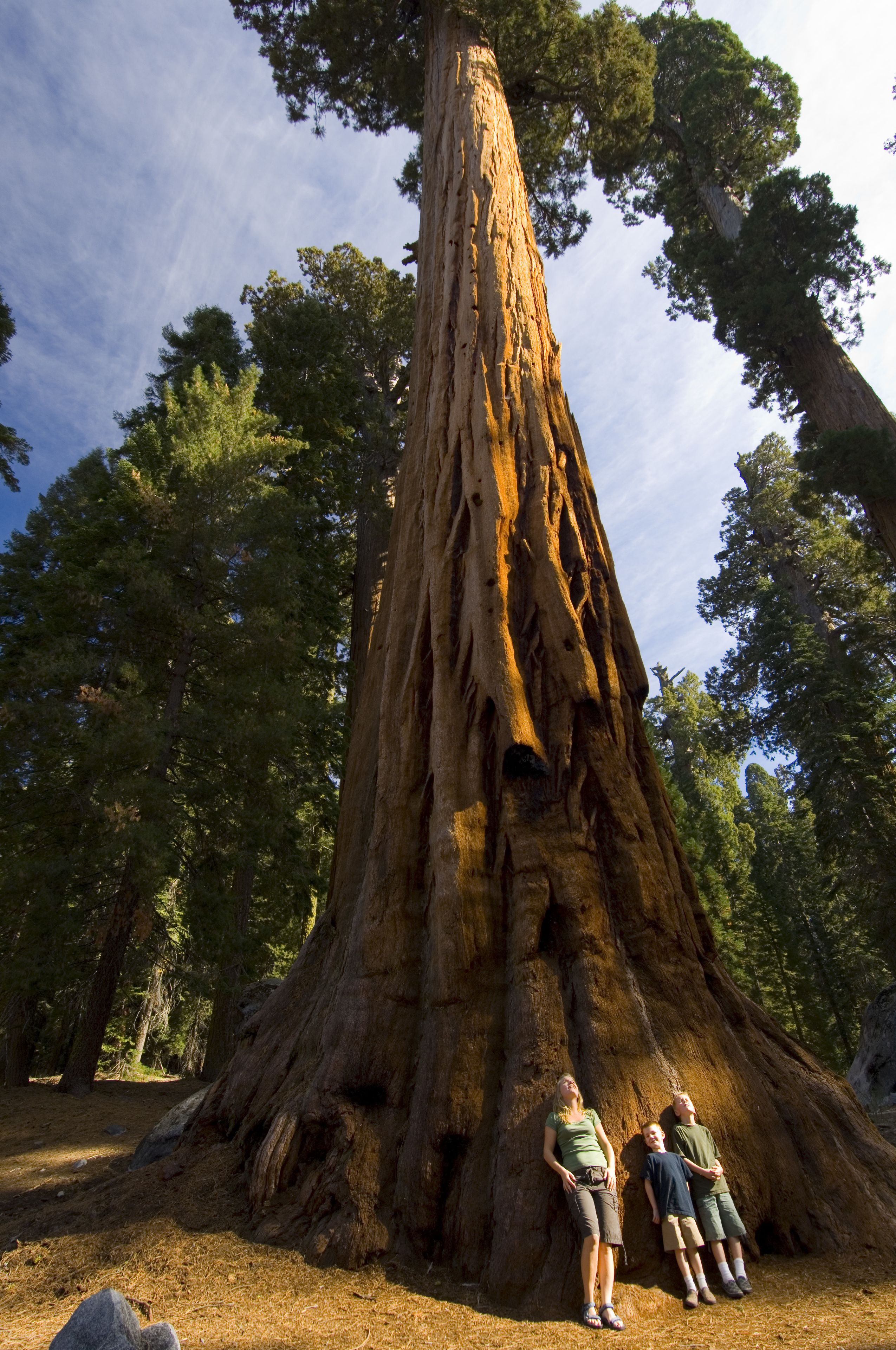 A large tree with a thick trunk and a person standing in front of it.