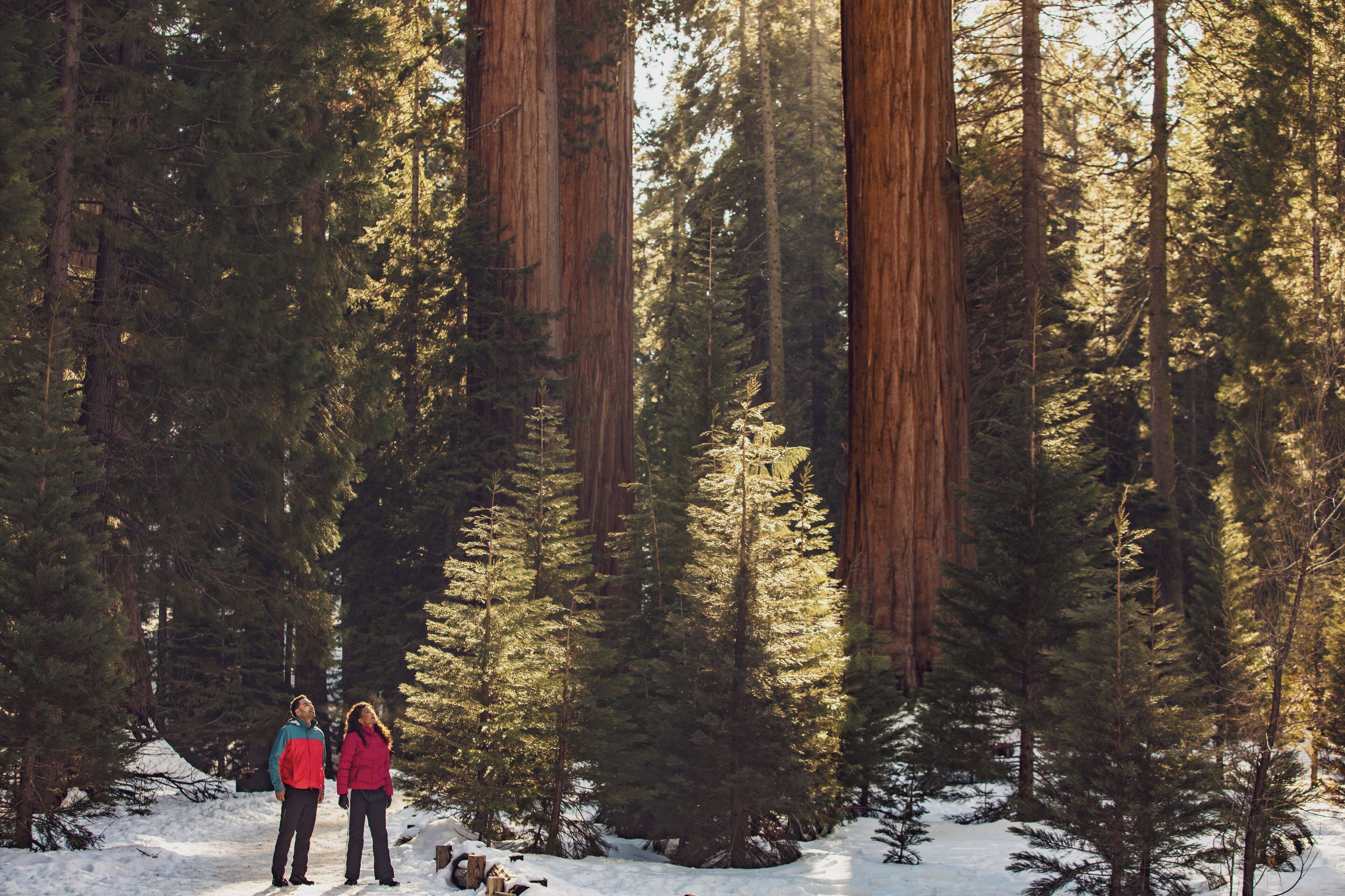Two people standing in a forest with tall trees and snow on the ground.