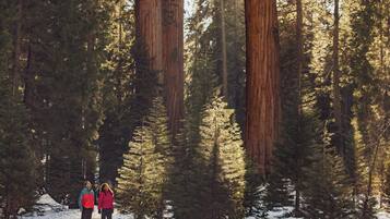 Two people standing in a forest with tall trees and snow on the ground.