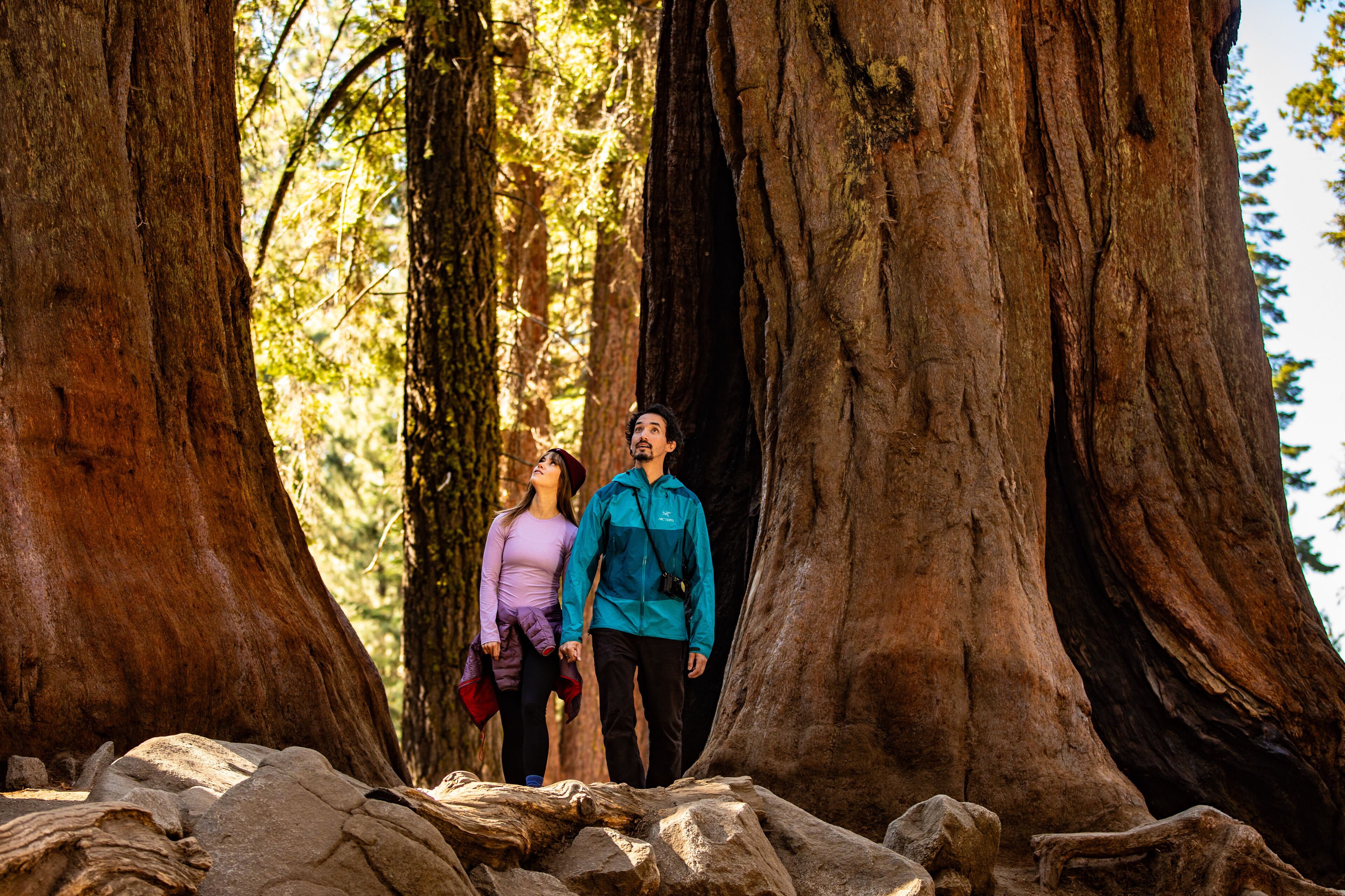 A couple walking between two large trees in a forest.