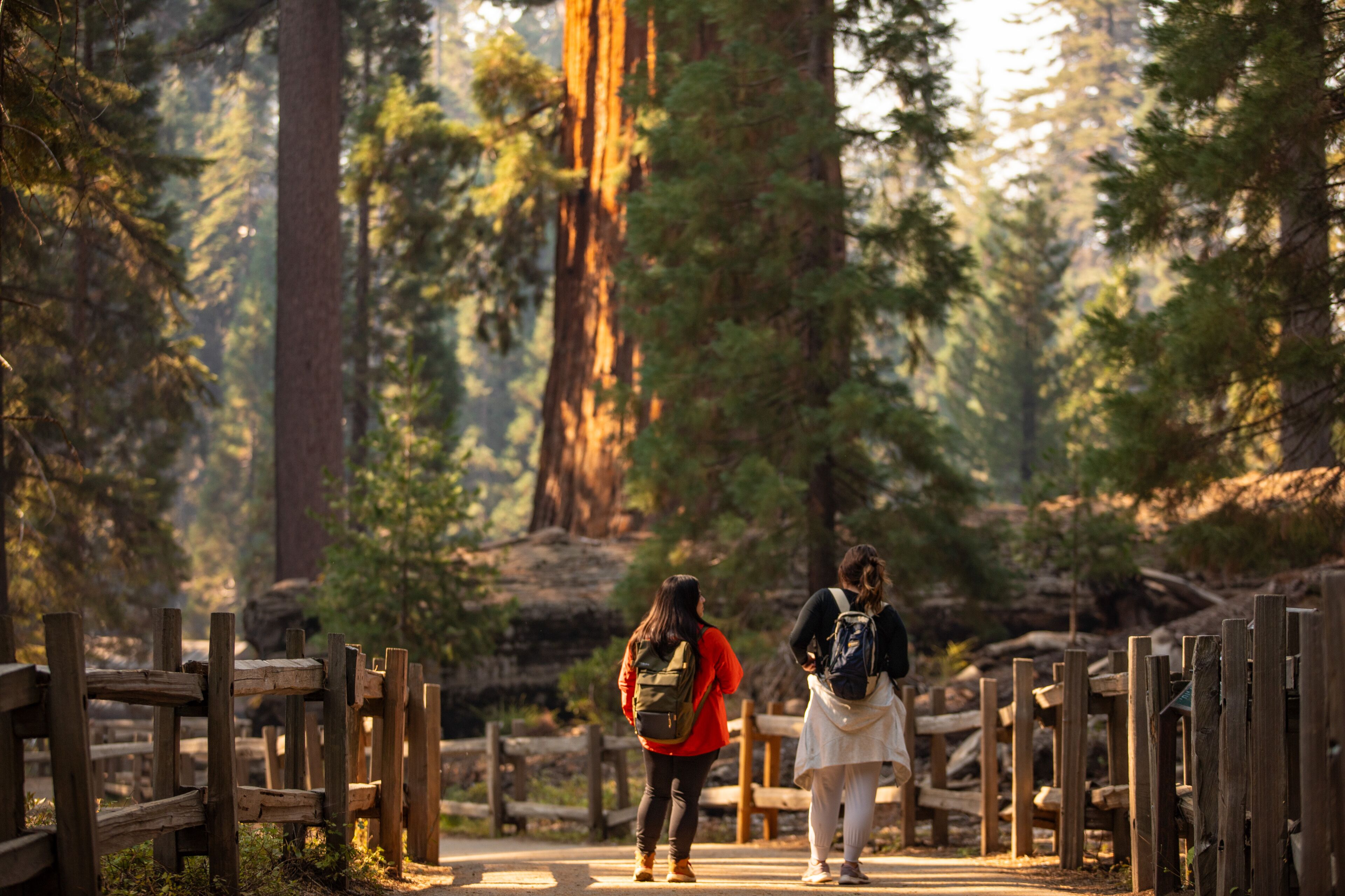 A wooden pathway in a forested area with two people walking.