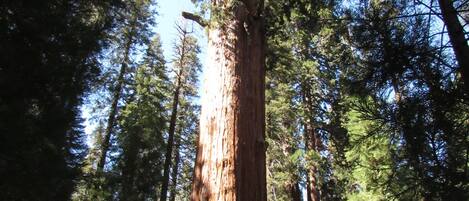 A large tree with a thick trunk surrounded by smaller trees.