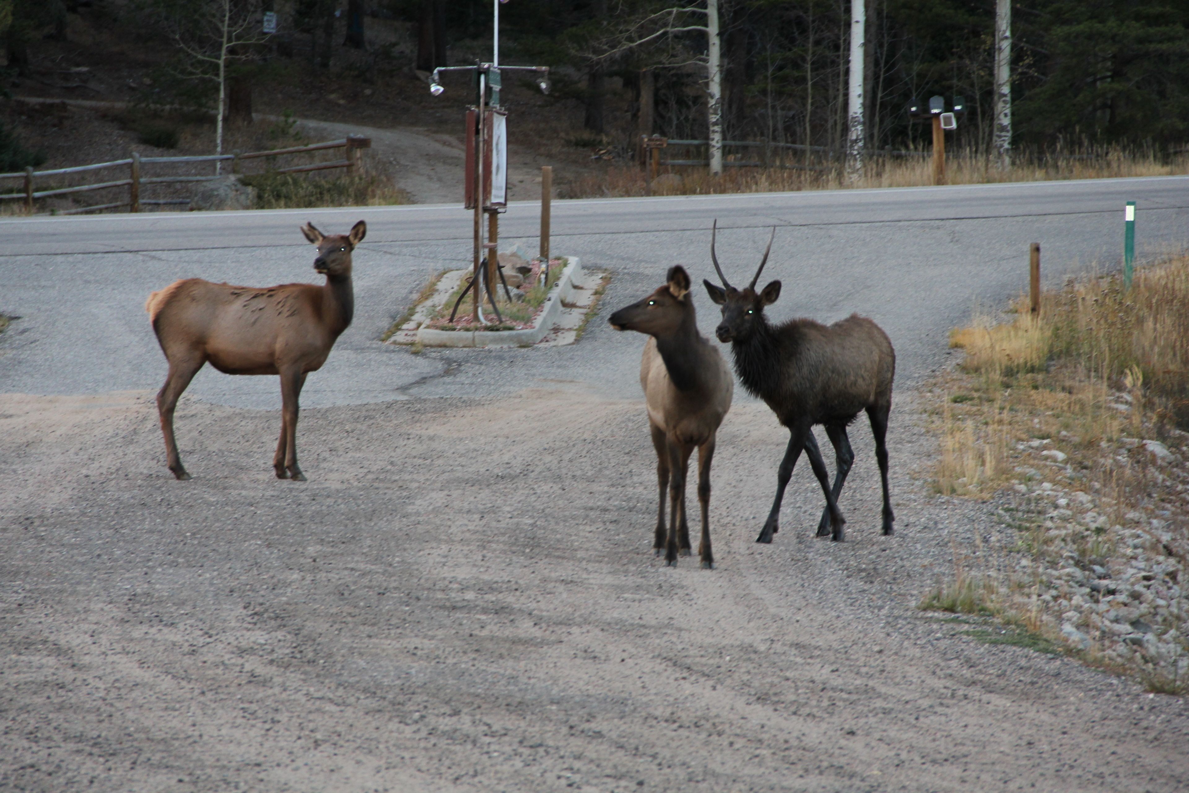 Three elk standing on a gravel road with a wooden fence and utility poles in the background.