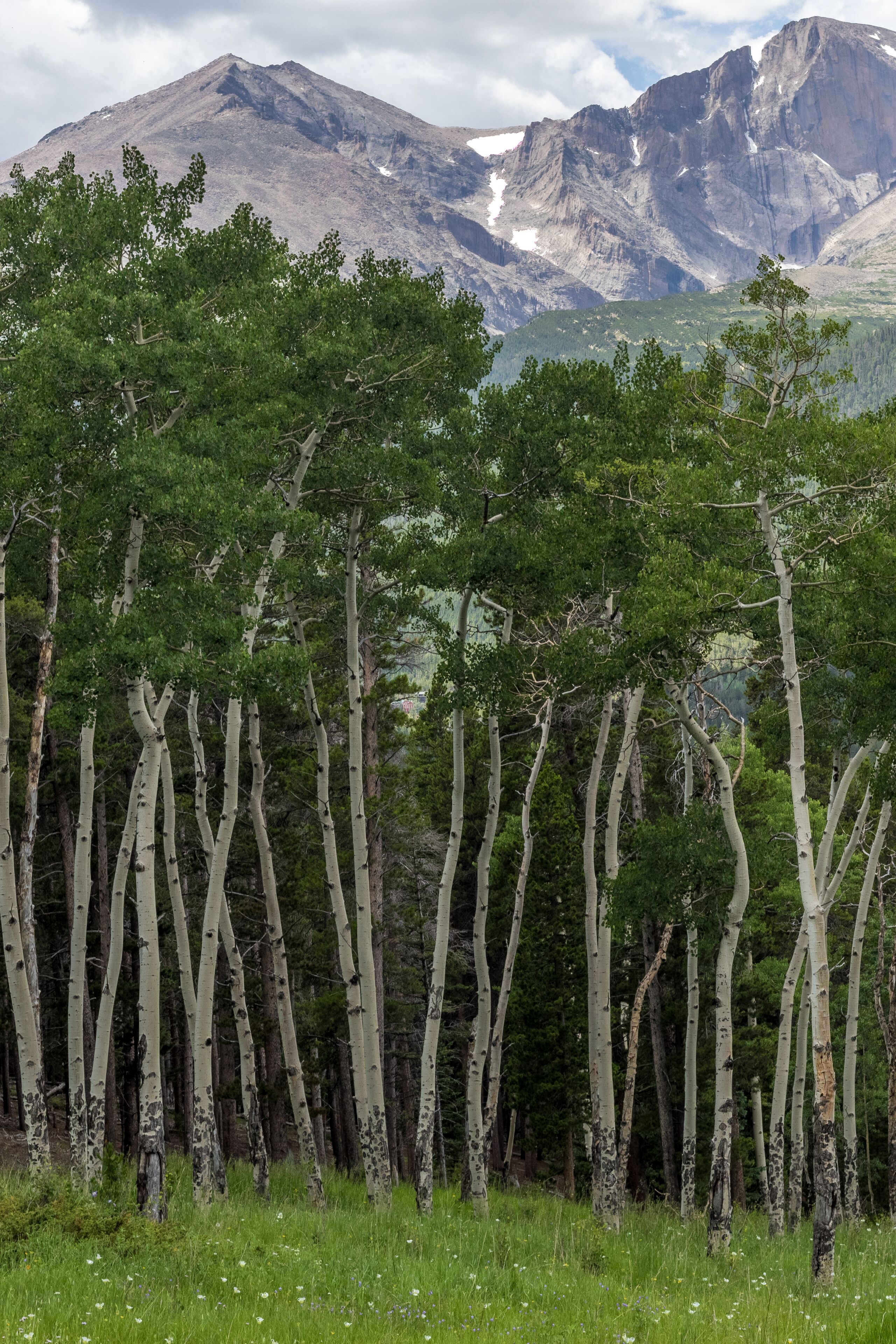 A forest of birch trees with a mountain range in the background.