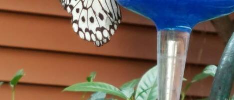 A butterfly on a blue water feature.